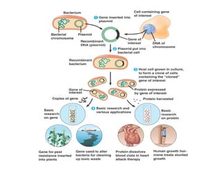 Recombinant DNA in Genetic Engineering.. | PDF