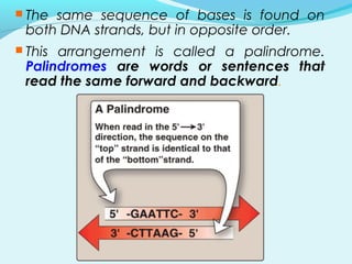  The same sequence of bases is found on
both DNA strands, but in opposite order.
 This arrangement is called a palindrome.
Palindromes are words or sentences that
read the same forward and backward.
 