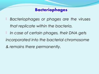  Bacteriophages or phages are the viruses
that replicate within the bacteria.
 In case of certain phages, their DNA gets
incorporated into the bacterial chromosome
& remains there permanently.
 