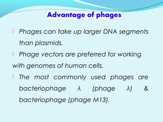  Phages can take up larger DNA segments
than plasmids.
 Phage vectors are preferred for working
with genomes of human cells.
 The most commonly used phages are
bacteriophage λ (phage λ) &
bacteriophage (phage M13).
 