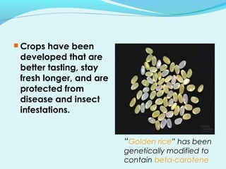  Crops have been
developed that are
better tasting, stay
fresh longer, and are
protected from
disease and insect
infestations.
“Golden rice” has been
genetically modified to
contain beta-carotene
 