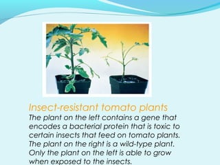 Insect-resistant tomato plants
The plant on the left contains a gene that
encodes a bacterial protein that is toxic to
certain insects that feed on tomato plants.
The plant on the right is a wild-type plant.
Only the plant on the left is able to grow
when exposed to the insects.
 