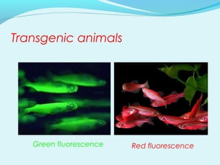 Transgenic animals
Green fluorescence Red fluorescence
 
