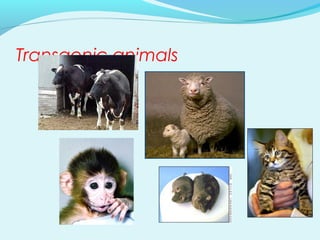 Transgenic animals
 