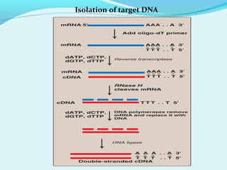 Isolation of target DNA
 