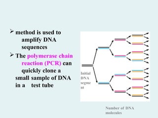  method is used to
amplify DNA
sequences
 The polymerase chain
reaction (PCR) can
quickly clone a
small sample of DNA
in a test tube
Number of DNA
molecules
Initial
DNA
segme
nt
 