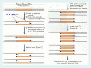 PCR primers
 