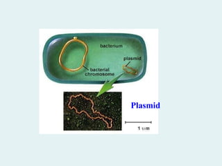 Plasmid
 