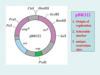 pBR322
1. Origin of
replication
2. Selectable
marker
3. unique
restriction
sites
 