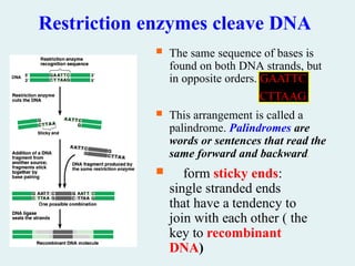 Restriction enzymes cleave DNA
 The same sequence of bases is
found on both DNA strands, but
in opposite orders. GAATTC
CTTAAG
 This arrangement is called a
palindrome. Palindromes are
words or sentences that read the
same forward and backward.
 form sticky ends:
single stranded ends
that have a tendency to
join with each other ( the
key to recombinant
DNA)
 