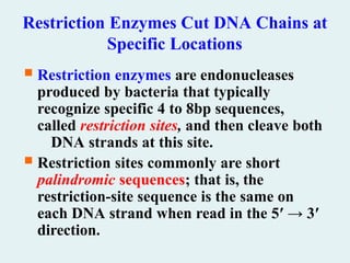 Restriction Enzymes Cut DNA Chains at
Specific Locations
 Restriction enzymes are endonucleases
produced by bacteria that typically
recognize specific 4 to 8bp sequences,
called restriction sites, and then cleave both
DNA strands at this site.
 Restriction sites commonly are short
palindromic sequences; that is, the
restriction-site sequence is the same on
each DNA strand when read in the 5′ → 3′
direction.
 