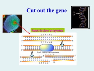 Cut out the gene
Restriction enzymes
 