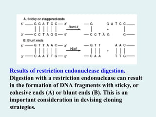 Results of restriction endonuclease digestion.
Digestion with a restriction endonuclease can result
in the formation of DNA fragments with sticky, or
cohesive ends (A) or blunt ends (B). This is an
important consideration in devising cloning
strategies.
 
