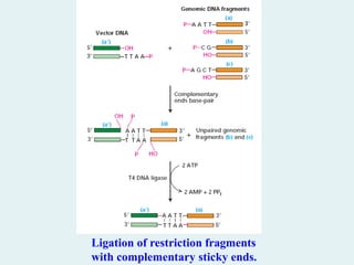 Ligation of restriction fragments
with complementary sticky ends.
 