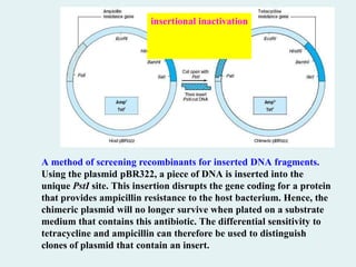 A method of screening recombinants for inserted DNA fragments.
Using the plasmid pBR322, a piece of DNA is inserted into the
unique PstI site. This insertion disrupts the gene coding for a protein
that provides ampicillin resistance to the host bacterium. Hence, the
chimeric plasmid will no longer survive when plated on a substrate
medium that contains this antibiotic. The differential sensitivity to
tetracycline and ampicillin can therefore be used to distinguish
clones of plasmid that contain an insert.
insertional inactivation
 