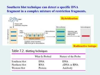 Southern blot technique can detect a specific DNA
fragment in a complex mixture of restriction fragments.
Radioactive isotope
Hybridization
 
