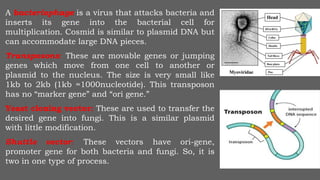 A bacteriophage is a virus that attacks bacteria and
inserts its gene into the bacterial cell for
multiplication. Cosmid is similar to plasmid DNA but
can accommodate large DNA pieces.
Transposons: These are movable genes or jumping
genes which move from one cell to another or
plasmid to the nucleus. The size is very small like
1kb to 2kb (1kb =1000nucleotide). This transposon
has no “marker gene” and “ori gene.”
Yeast cloning vector: These are used to transfer the
desired gene into fungi. This is a similar plasmid
with little modification.
Shuttle vector: These vectors have ori-gene,
promoter gene for both bacteria and fungi. So, it is
two in one type of process.
 