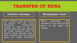 TRANSFER OF RDNA
Cohesive technique
 Here cohesive ends are formed
for joining with the vector.
Restriction endonuclease
enzyme is used to cut the
desired gene and also plasmid.
By these cohesive ends are
formed. These cohesive ends in
both plasmid and the desired
genes are easily attachable.
Homopolymer chain
 Here polymers are
formed at the ends of the
gene to fix with the
vector.
 