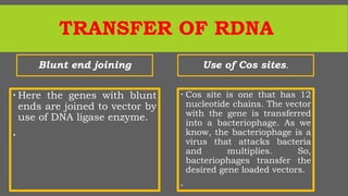 TRANSFER OF RDNA
Blunt end joining
 Here the genes with blunt
ends are joined to vector by
use of DNA ligase enzyme.

Use of Cos sites.
 Cos site is one that has 12
nucleotide chains. The vector
with the gene is transferred
into a bacteriophage. As we
know, the bacteriophage is a
virus that attacks bacteria
and multiplies. So,
bacteriophages transfer the
desired gene loaded vectors.

 