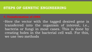 STEPS OF GENETIC ENGINEERING
4. Transformation of rDNA
Here the vector with the tagged desired gene is
transferred into the organism of interest, i.e.,
bacteria or fungi in most cases. This is done by
creating holes in the bacterial cell wall. For this,
we use two methods
 