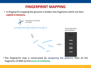 Mapping and Cloning of Human disease gene | PPTX