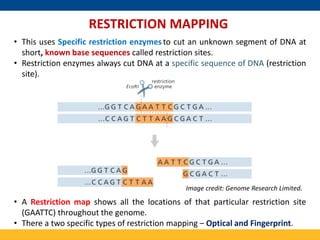 Mapping and Cloning of Human disease gene | PPTX