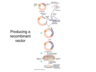 mRNA for human
                                                                 growth hormone (HGH)
              Antibiotic                           Restriction
              resistance                           site
              gene
                                                                               Reverse
                                                                               transcription



                                                                               cDNA for HGH
                           Plasmid (vector)

                                     Restriction                       Restriction
                                     enzyme                            enzyme

                                              Sticky ends




                                                                     Gene for human
                                                                     growth hormone




Producing a
recombinant
                                                            Ligase

   vector

                                          Recombinant plasmid

                                                            Introduce recombinant
                                                            plasmid into bacteria.




                     Bacterial                                                    Recombinant
                     chromosome                                                   plasmid

                                                            Inoculate bacteria
                                                            on media containing
                                                            antibiotic.
                                                                         Bacteria containing
                                                                         the plasmid with
                                                                         HGH gene survive
                                                                         because they also
                                                                         have resistance gene.
 