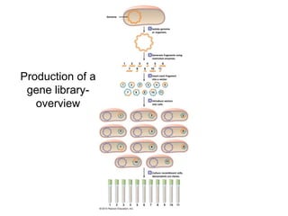 Genome



                           Isolate genome
                           or organism.




                           Generate fragments using
                           restriction enzymes.




Production of a            Insert each fragment
                           into a vector.



 gene library-
   overview                Introduce vectors
                           into cells.




                           Culture recombinant cells;
                           descendants are clones.
 
