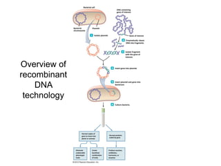 Bacterial cell
                                                                   DNA containing
                                                                   gene of interest




              Bacterial             Plasmid
              chromosome

                                      Isolate plasmid.                           Gene of interest

                                                                             Enzymatically cleave
                                                                             DNA into fragments.



                                                                             Isolate fragment
                                                                             with the gene of
                                                                             interest.



Overview of                                                      Insert gene into plasmid.


recombinant
                                                                 Insert plasmid and gene into

    DNA                                                          bacterium.




 technology
                                                                 Culture bacteria.




                      Harvest copies of
                      gene to insert into                Harvest proteins
                                                         coded by gene
                      plants or animals




               Eliminate           Create                Produce vaccines,
               undesirable         beneficial            antibiotics,
               phenotypic          combination           hormones, or
               traits              of traits             enzymes
 