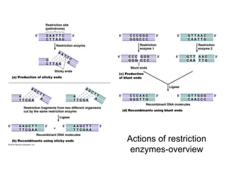 Actions of restriction
 enzymes-overview
 