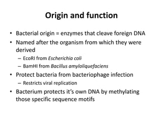 Origin and function
• Bacterial origin = enzymes that cleave foreign DNA
• Named after the organism from which they were
  derived
   – EcoRI from Escherichia coli
   – BamHI from Bacillus amyloliquefaciens
• Protect bacteria from bacteriophage infection
   – Restricts viral replication
• Bacterium protects it’s own DNA by methylating
  those specific sequence motifs
 