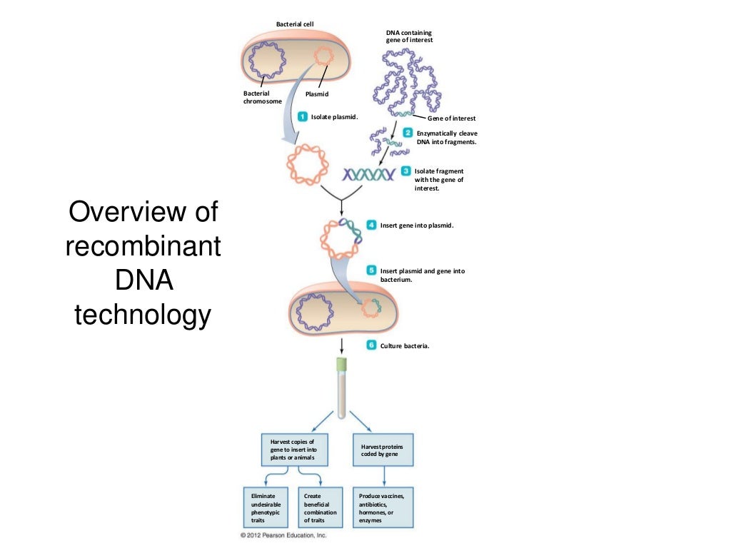 recombinant dna technology recombinant dna technology