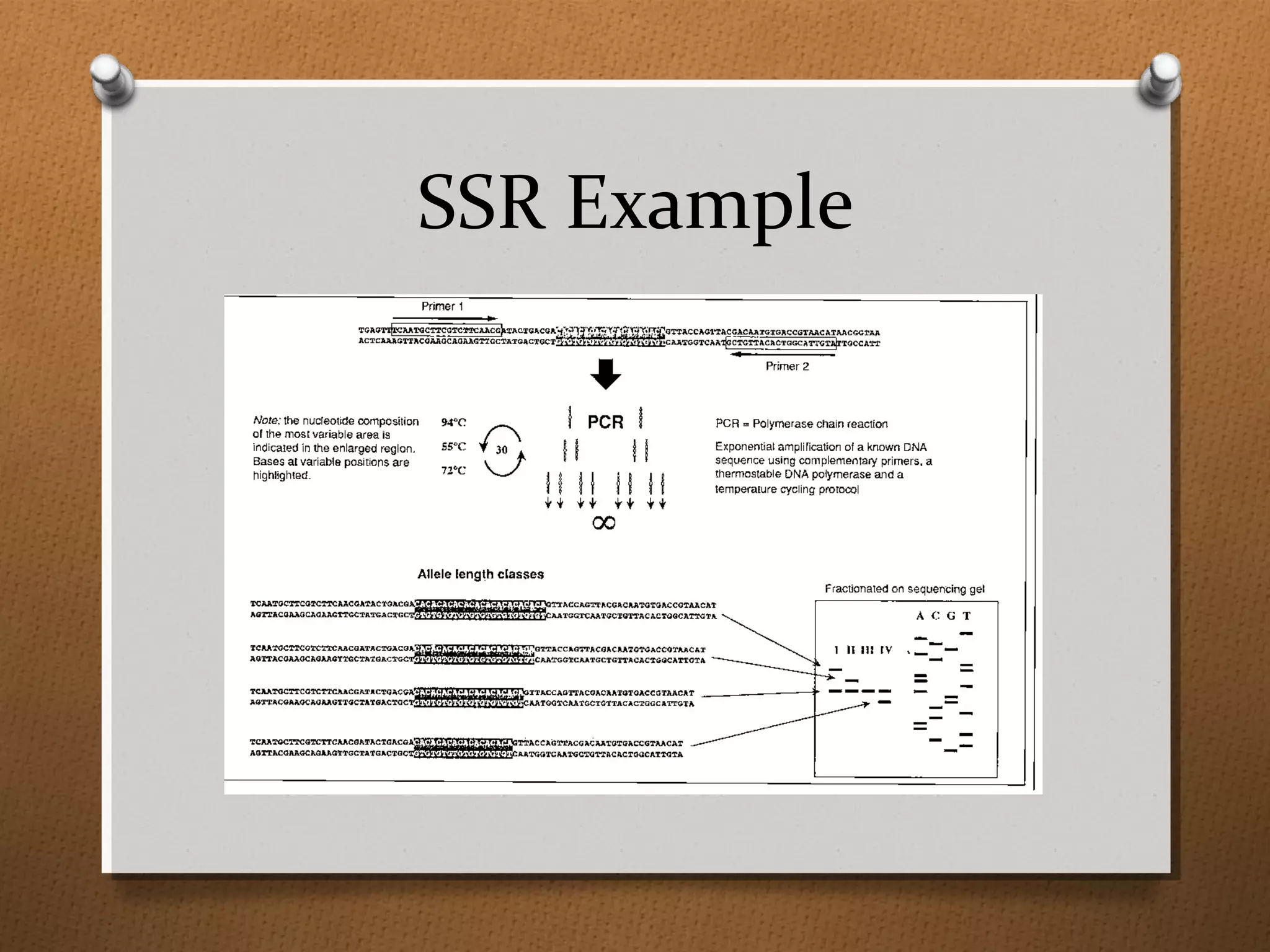 SSR Example
 