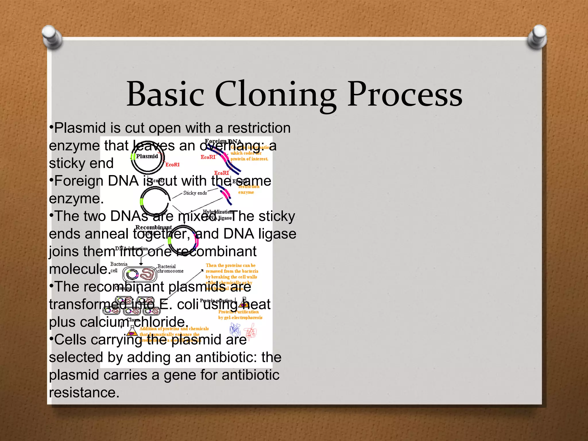 Basic Cloning Process
•Plasmid is cut open with a restriction
enzyme that leaves an overhang: a
sticky end
•Foreign DNA is cut with the same
enzyme.
•The two DNAs are mixed. The sticky
ends anneal together, and DNA ligase
joins them into one recombinant
molecule.
•The recombinant plasmids are
transformed into E. coli using heat
plus calcium chloride.
•Cells carrying the plasmid are
selected by adding an antibiotic: the
plasmid carries a gene for antibiotic
resistance.
 
