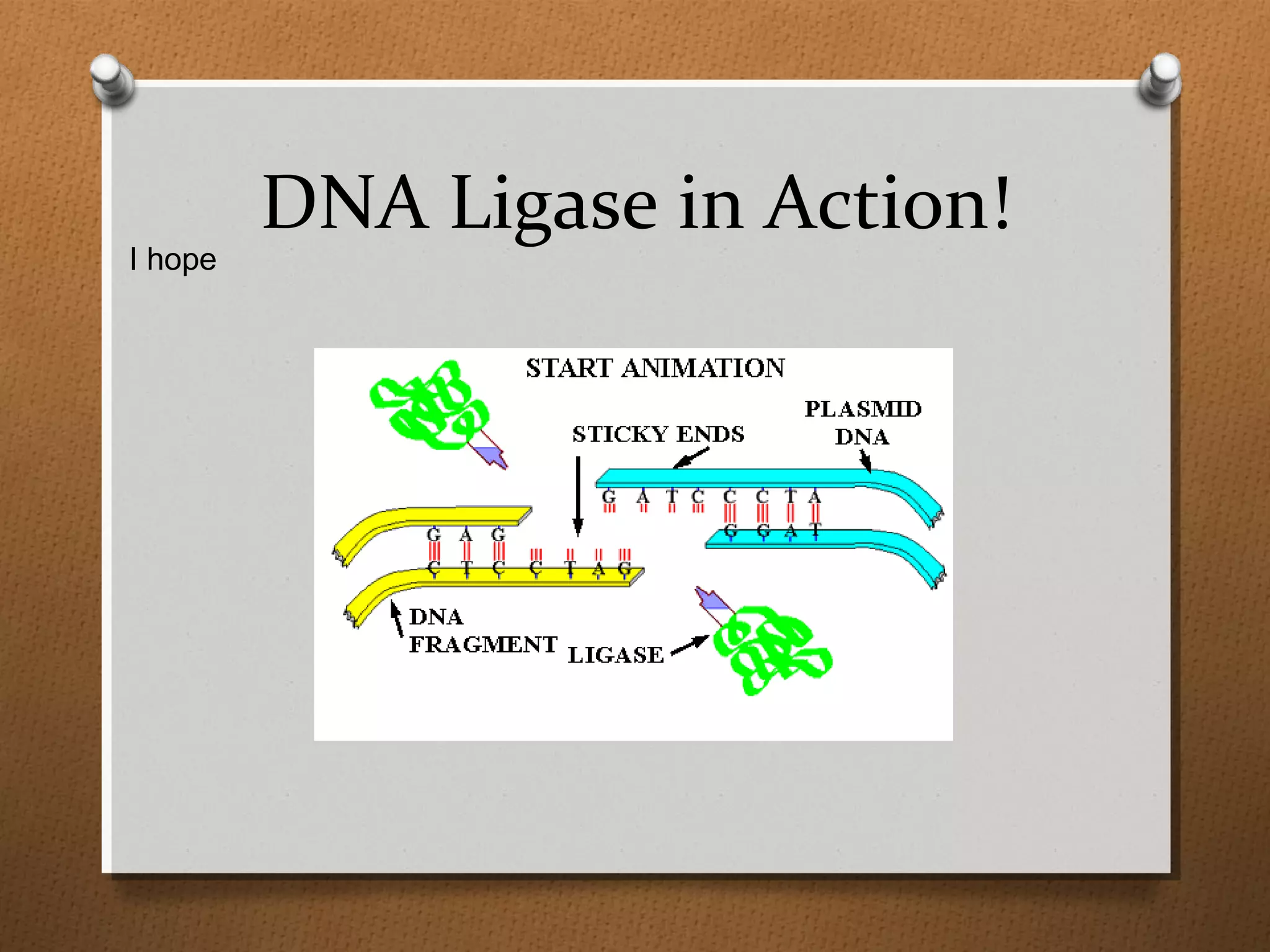 DNA Ligase in Action!
I hope
 
