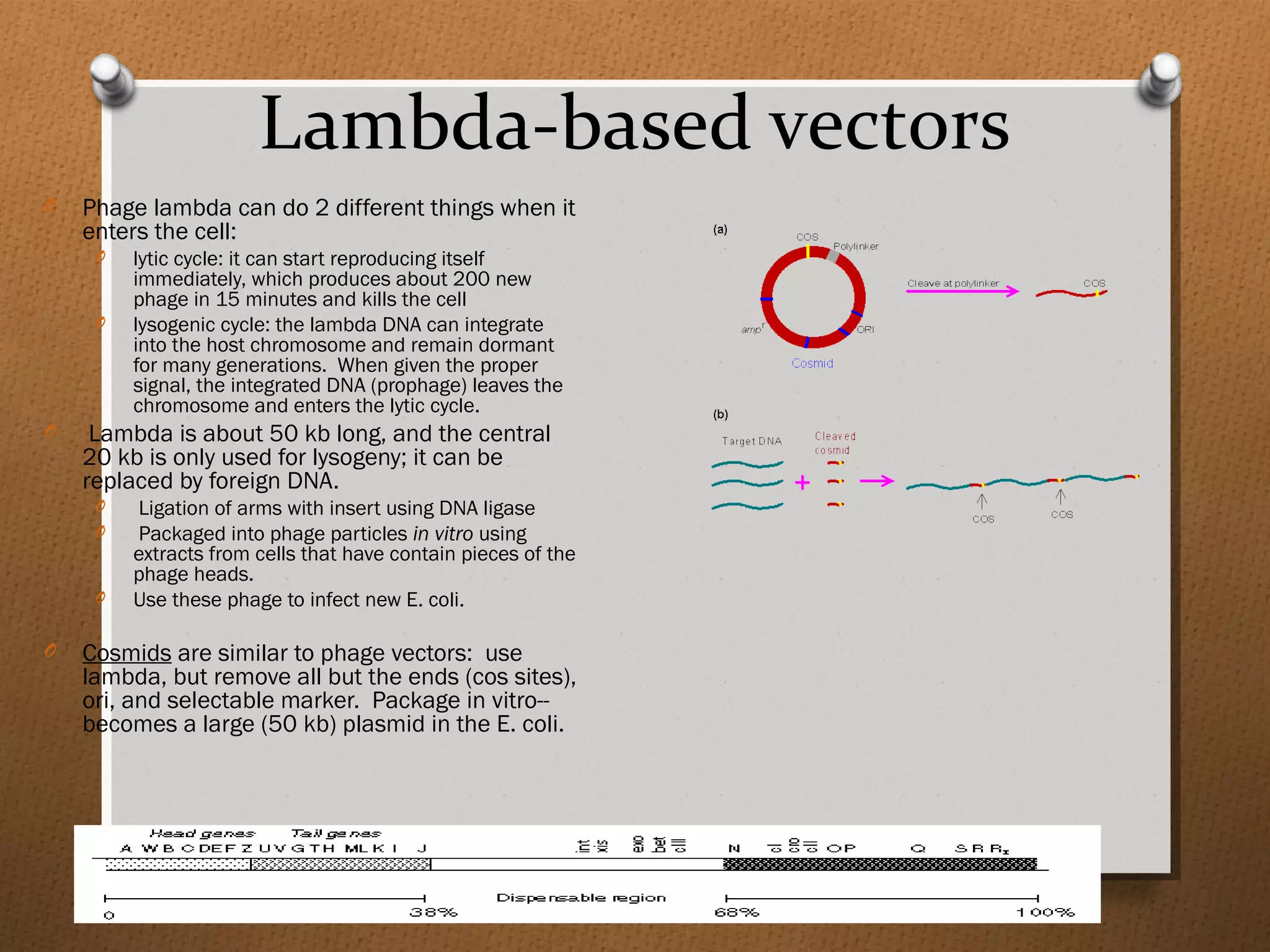 Lambda-based vectors
O Phage lambda can do 2 different things when it
enters the cell:
O lytic cycle: it can start reproducing itself
immediately, which produces about 200 new
phage in 15 minutes and kills the cell
O lysogenic cycle: the lambda DNA can integrate
into the host chromosome and remain dormant
for many generations. When given the proper
signal, the integrated DNA (prophage) leaves the
chromosome and enters the lytic cycle.
O Lambda is about 50 kb long, and the central
20 kb is only used for lysogeny; it can be
replaced by foreign DNA.
O Ligation of arms with insert using DNA ligase
O Packaged into phage particles in vitro using
extracts from cells that have contain pieces of the
phage heads.
O Use these phage to infect new E. coli.
O Cosmids are similar to phage vectors: use
lambda, but remove all but the ends (cos sites),
ori, and selectable marker. Package in vitro--
becomes a large (50 kb) plasmid in the E. coli.
 