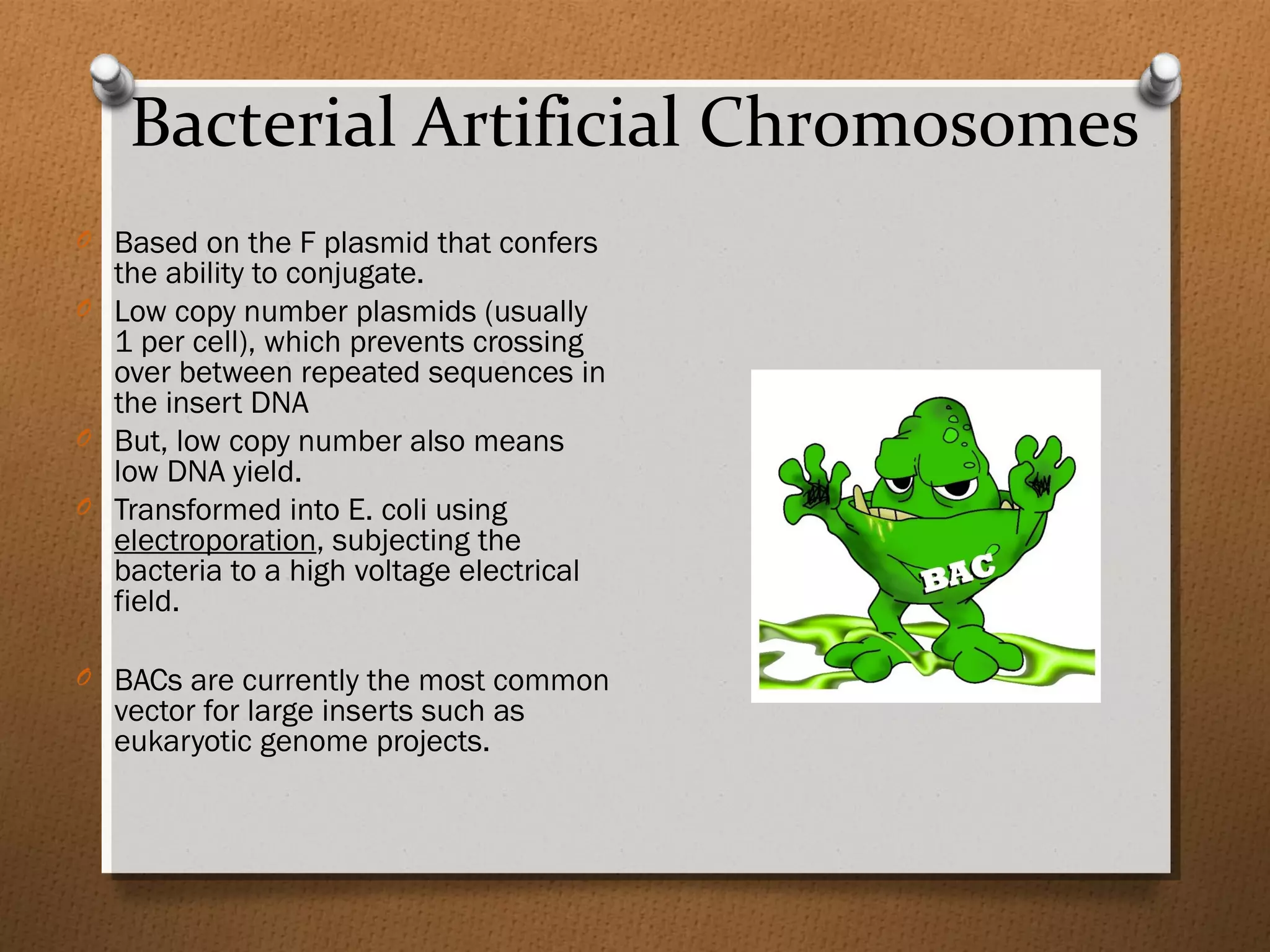 Bacterial Artificial Chromosomes
O Based on the F plasmid that confers
the ability to conjugate.
O Low copy number plasmids (usually
1 per cell), which prevents crossing
over between repeated sequences in
the insert DNA
O But, low copy number also means
low DNA yield.
O Transformed into E. coli using
electroporation, subjecting the
bacteria to a high voltage electrical
field.
O BACs are currently the most common
vector for large inserts such as
eukaryotic genome projects.
 