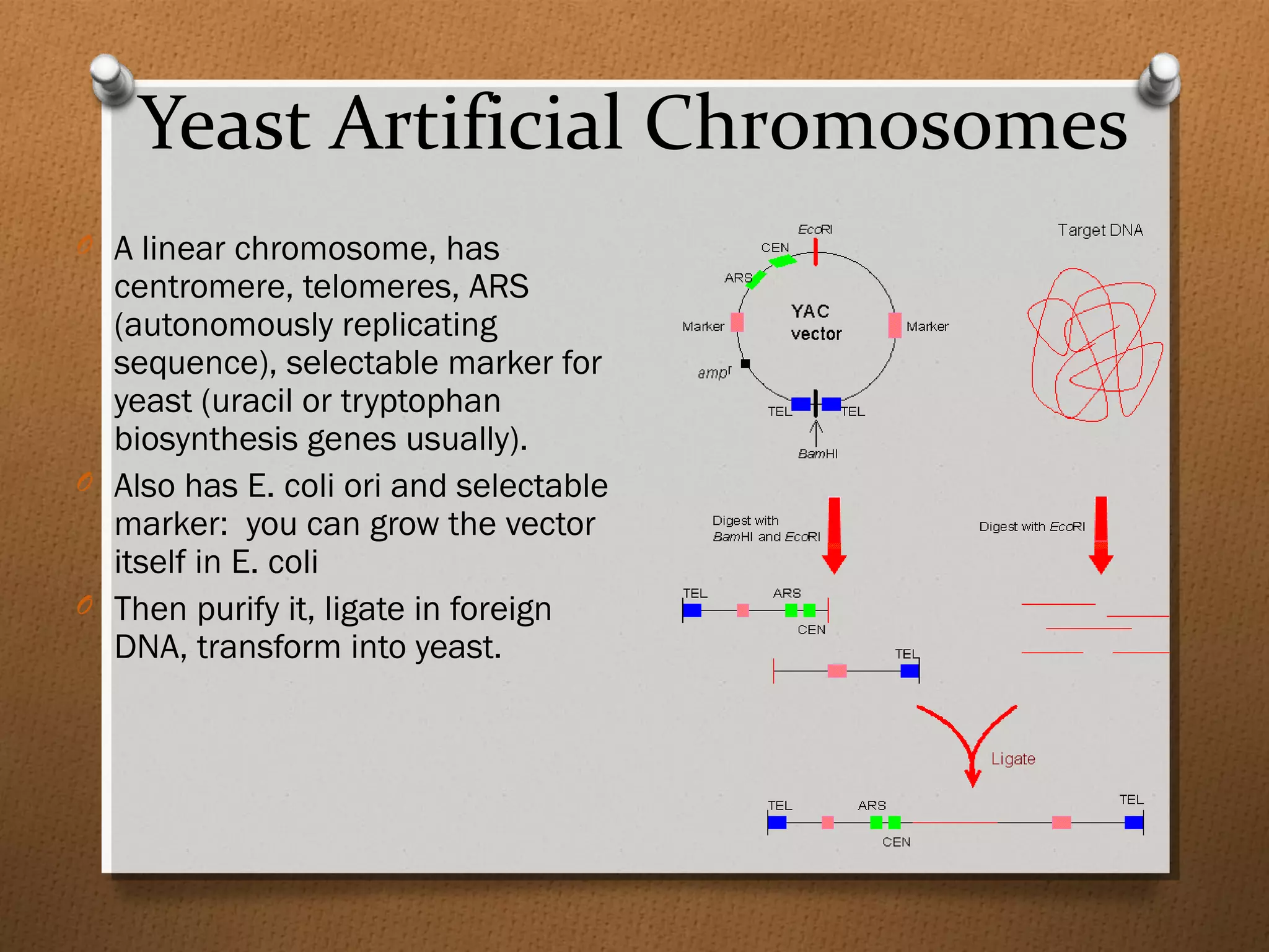 Yeast Artificial Chromosomes
O A linear chromosome, has
centromere, telomeres, ARS
(autonomously replicating
sequence), selectable marker for
yeast (uracil or tryptophan
biosynthesis genes usually).
O Also has E. coli ori and selectable
marker: you can grow the vector
itself in E. coli
O Then purify it, ligate in foreign
DNA, transform into yeast.
 