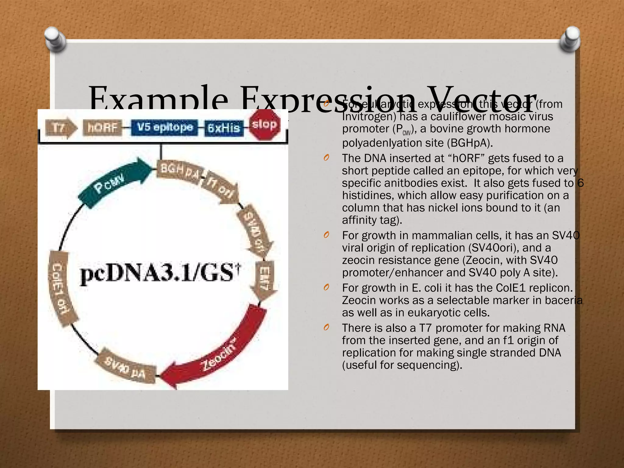 Example Expression VectorO For eukaryotic expression, this vector (from
Invitrogen) has a cauliflower mosaic virus
promoter (PCMV), a bovine growth hormone
polyadenlyation site (BGHpA).
O The DNA inserted at “hORF” gets fused to a
short peptide called an epitope, for which very
specific anitbodies exist. It also gets fused to 6
histidines, which allow easy purification on a
column that has nickel ions bound to it (an
affinity tag).
O For growth in mammalian cells, it has an SV40
viral origin of replication (SV40ori), and a
zeocin resistance gene (Zeocin, with SV40
promoter/enhancer and SV40 poly A site).
O For growth in E. coli it has the ColE1 replicon.
Zeocin works as a selectable marker in baceria
as well as in eukaryotic cells.
O There is also a T7 promoter for making RNA
from the inserted gene, and an f1 origin of
replication for making single stranded DNA
(useful for sequencing).
 