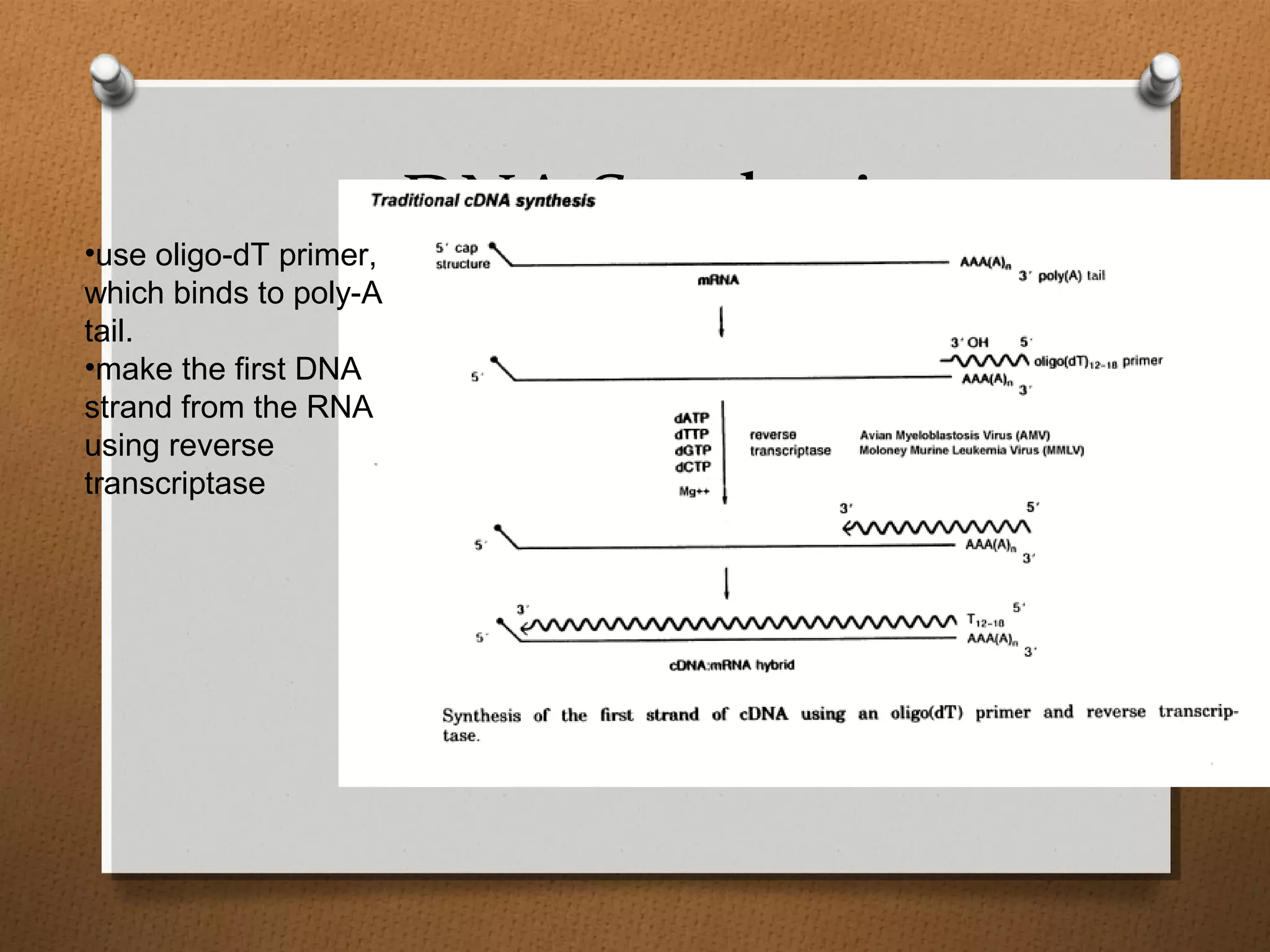 cDNA Synthesis•use oligo-dT primer,
which binds to poly-A
tail.
•make the first DNA
strand from the RNA
using reverse
transcriptase
 