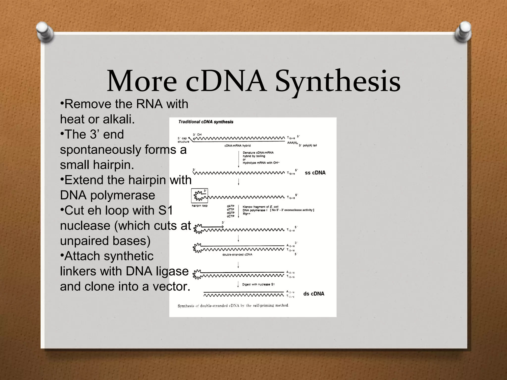 More cDNA Synthesis
•Remove the RNA with
heat or alkali.
•The 3’ end
spontaneously forms a
small hairpin.
•Extend the hairpin with
DNA polymerase
•Cut eh loop with S1
nuclease (which cuts at
unpaired bases)
•Attach synthetic
linkers with DNA ligase
and clone into a vector.
 