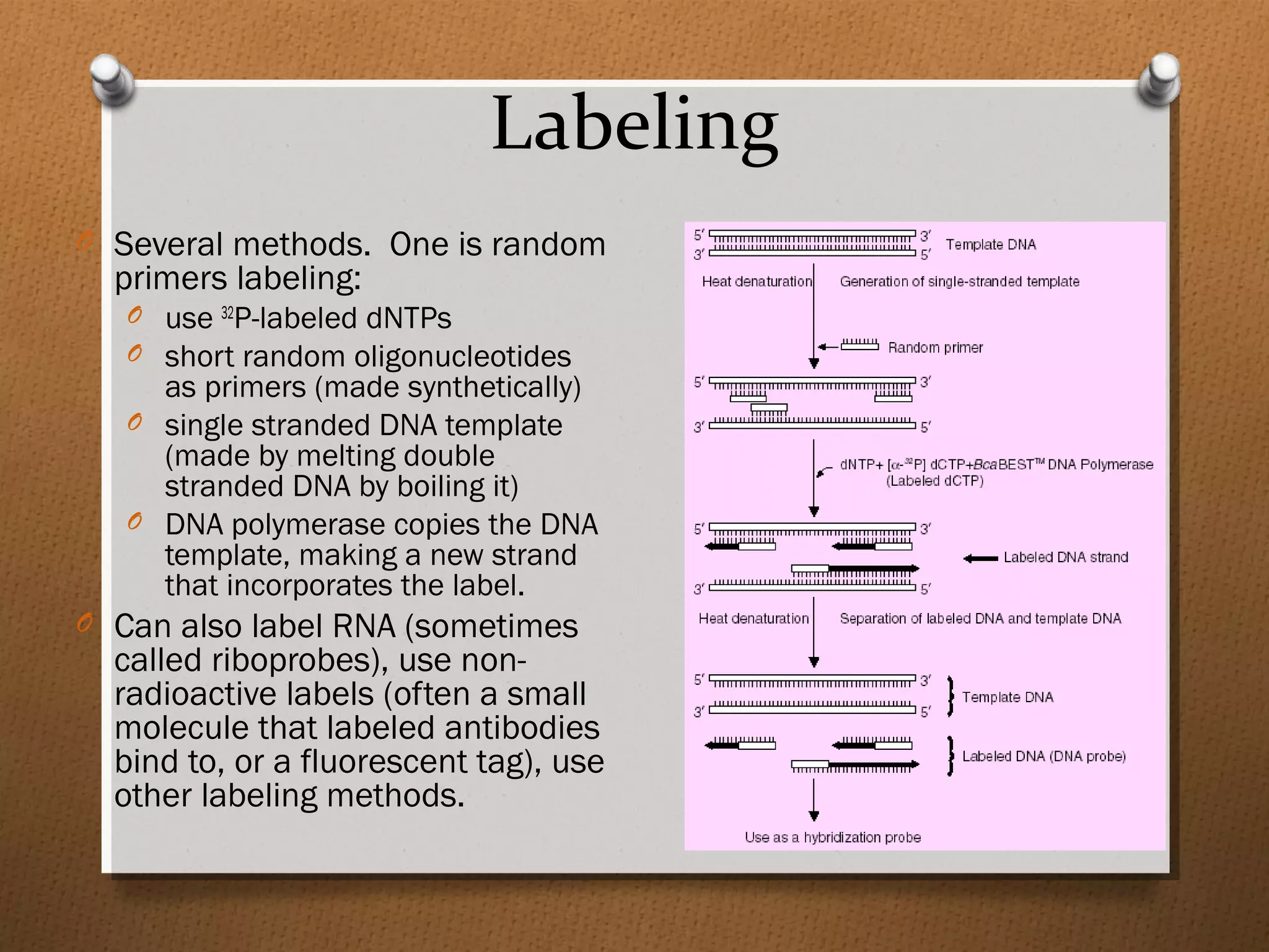 Labeling
O Several methods. One is random
primers labeling:
O use 32
P-labeled dNTPs
O short random oligonucleotides
as primers (made synthetically)
O single stranded DNA template
(made by melting double
stranded DNA by boiling it)
O DNA polymerase copies the DNA
template, making a new strand
that incorporates the label.
O Can also label RNA (sometimes
called riboprobes), use non-
radioactive labels (often a small
molecule that labeled antibodies
bind to, or a fluorescent tag), use
other labeling methods.
 