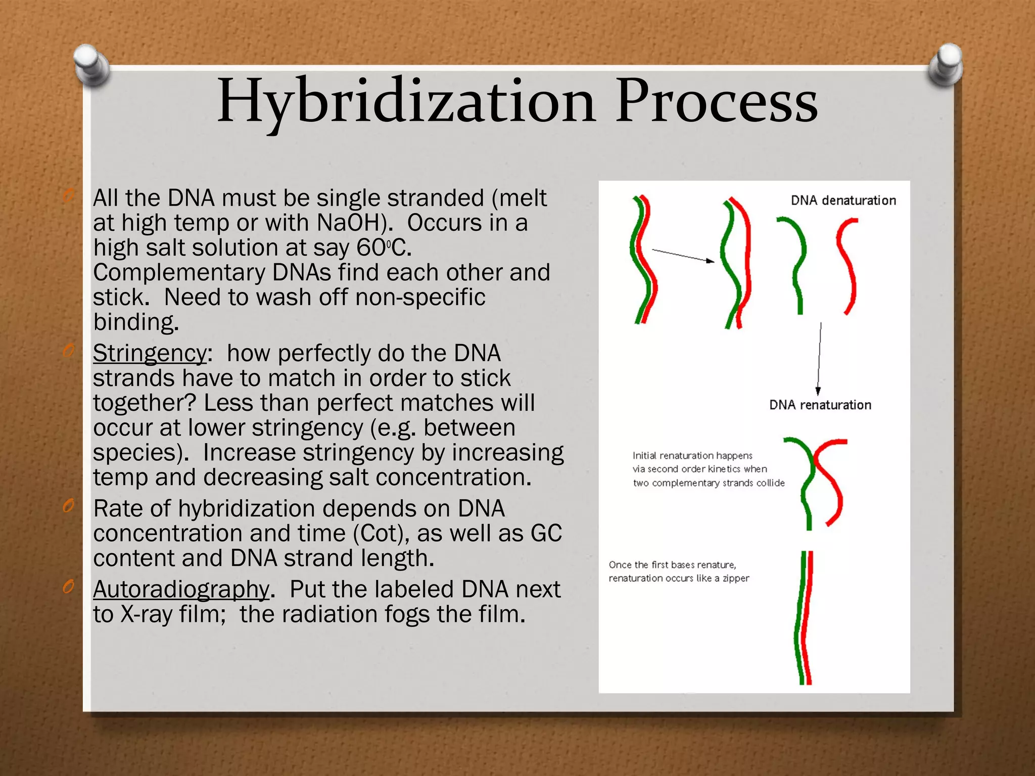Hybridization Process
O All the DNA must be single stranded (melt
at high temp or with NaOH). Occurs in a
high salt solution at say 60o
C.
Complementary DNAs find each other and
stick. Need to wash off non-specific
binding.
O Stringency: how perfectly do the DNA
strands have to match in order to stick
together? Less than perfect matches will
occur at lower stringency (e.g. between
species). Increase stringency by increasing
temp and decreasing salt concentration.
O Rate of hybridization depends on DNA
concentration and time (Cot), as well as GC
content and DNA strand length.
O Autoradiography. Put the labeled DNA next
to X-ray film; the radiation fogs the film.
 