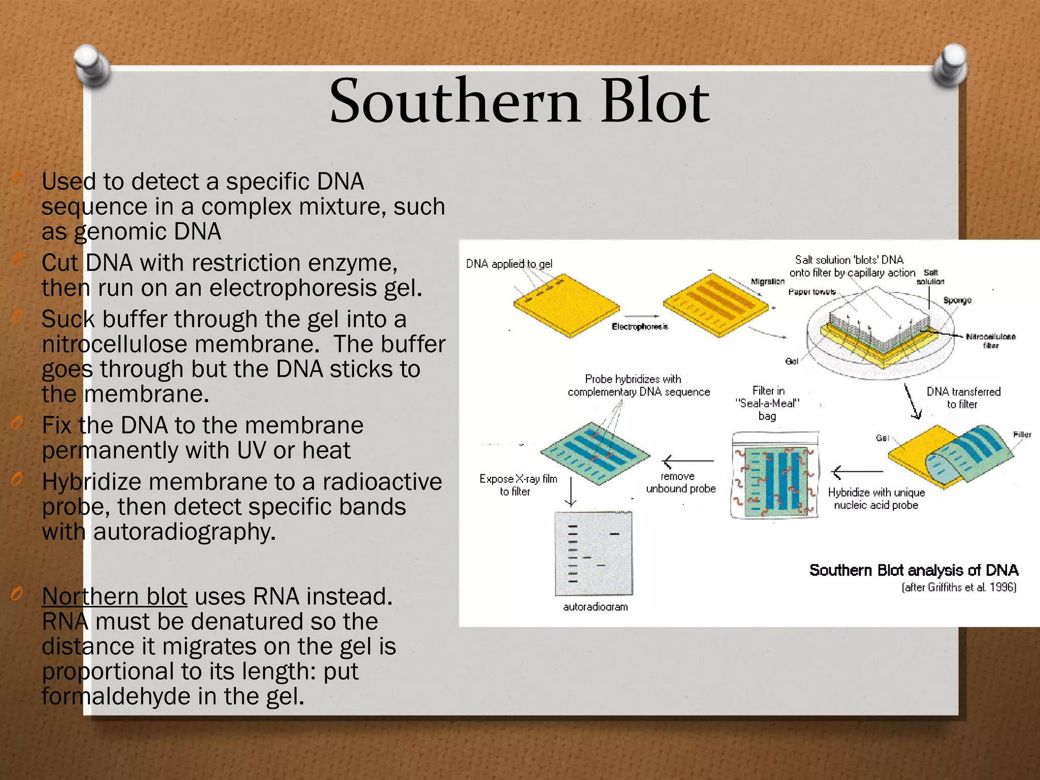 Southern Blot
O Used to detect a specific DNA
sequence in a complex mixture, such
as genomic DNA
O Cut DNA with restriction enzyme,
then run on an electrophoresis gel.
O Suck buffer through the gel into a
nitrocellulose membrane. The buffer
goes through but the DNA sticks to
the membrane.
O Fix the DNA to the membrane
permanently with UV or heat
O Hybridize membrane to a radioactive
probe, then detect specific bands
with autoradiography.
O Northern blot uses RNA instead.
RNA must be denatured so the
distance it migrates on the gel is
proportional to its length: put
formaldehyde in the gel.
 