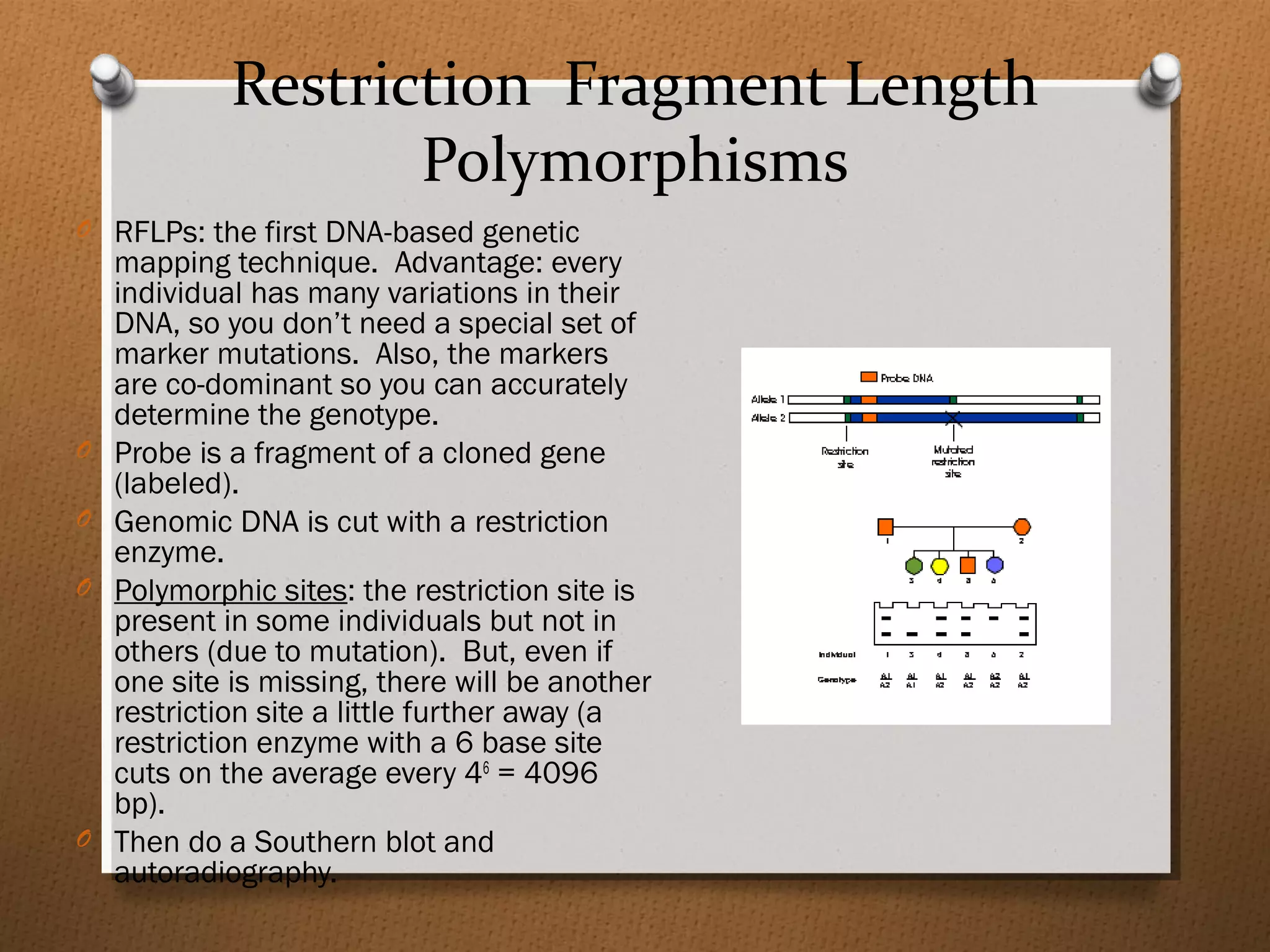 Restriction Fragment Length
Polymorphisms
O RFLPs: the first DNA-based genetic
mapping technique. Advantage: every
individual has many variations in their
DNA, so you don’t need a special set of
marker mutations. Also, the markers
are co-dominant so you can accurately
determine the genotype.
O Probe is a fragment of a cloned gene
(labeled).
O Genomic DNA is cut with a restriction
enzyme.
O Polymorphic sites: the restriction site is
present in some individuals but not in
others (due to mutation). But, even if
one site is missing, there will be another
restriction site a little further away (a
restriction enzyme with a 6 base site
cuts on the average every 46
= 4096
bp).
O Then do a Southern blot and
autoradiography.
 