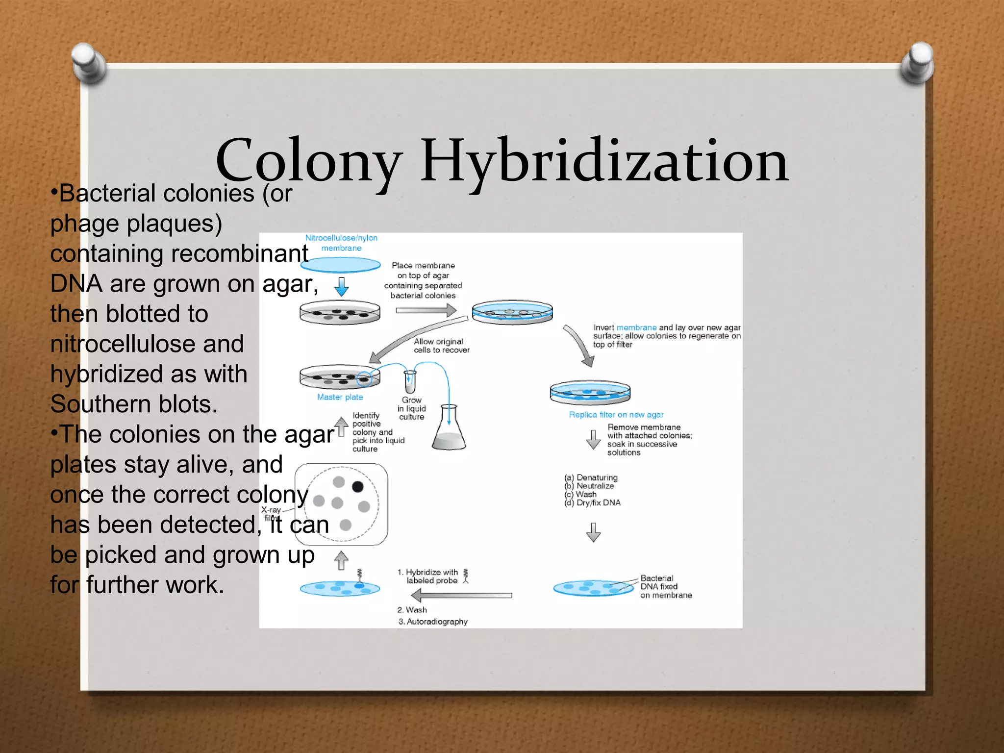 Colony Hybridization•Bacterial colonies (or
phage plaques)
containing recombinant
DNA are grown on agar,
then blotted to
nitrocellulose and
hybridized as with
Southern blots.
•The colonies on the agar
plates stay alive, and
once the correct colony
has been detected, it can
be picked and grown up
for further work.
 