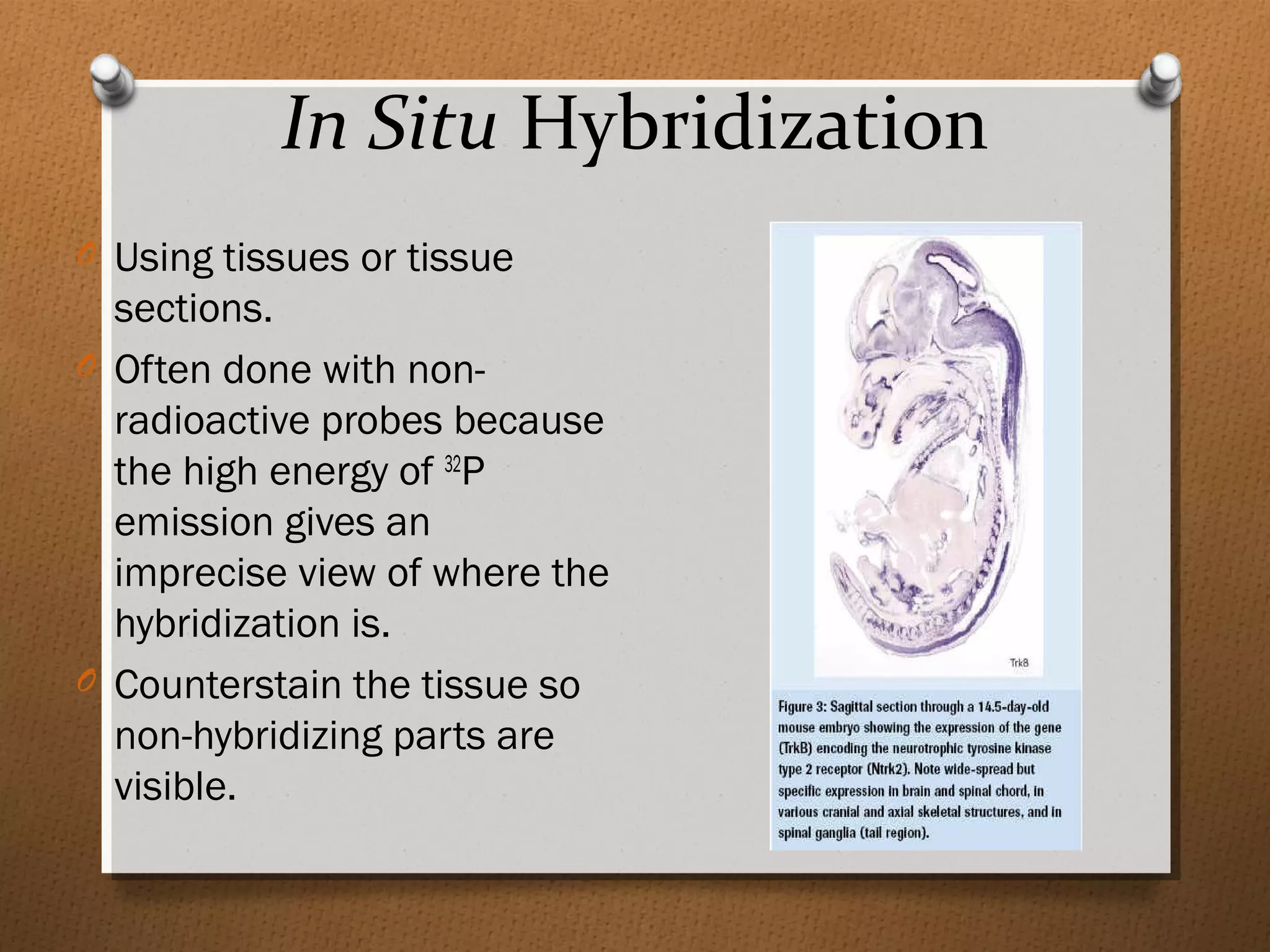 In Situ Hybridization
O Using tissues or tissue
sections.
O Often done with non-
radioactive probes because
the high energy of 32
P
emission gives an
imprecise view of where the
hybridization is.
O Counterstain the tissue so
non-hybridizing parts are
visible.
 