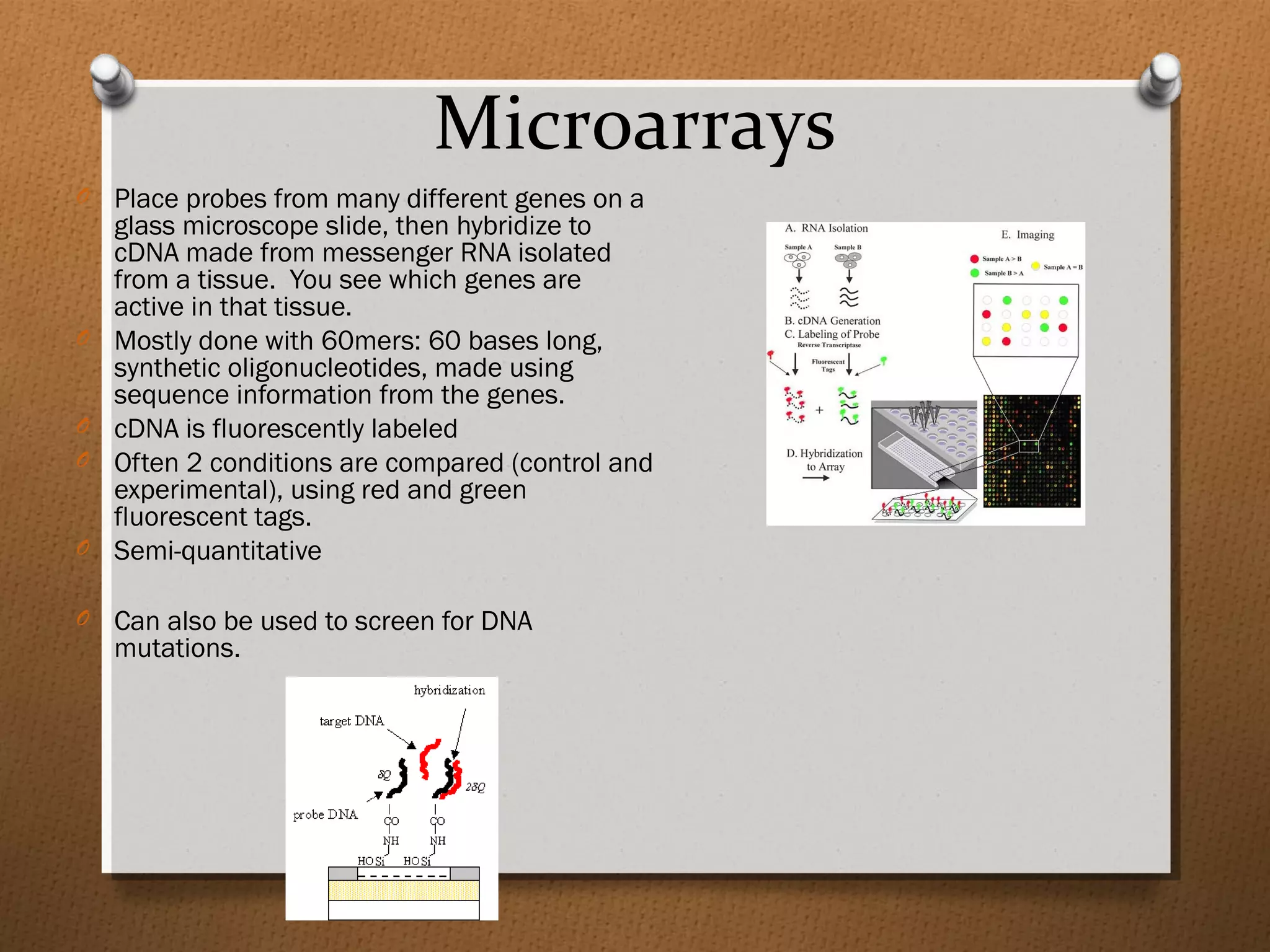 Microarrays
O Place probes from many different genes on a
glass microscope slide, then hybridize to
cDNA made from messenger RNA isolated
from a tissue. You see which genes are
active in that tissue.
O Mostly done with 60mers: 60 bases long,
synthetic oligonucleotides, made using
sequence information from the genes.
O cDNA is fluorescently labeled
O Often 2 conditions are compared (control and
experimental), using red and green
fluorescent tags.
O Semi-quantitative
O Can also be used to screen for DNA
mutations.
 