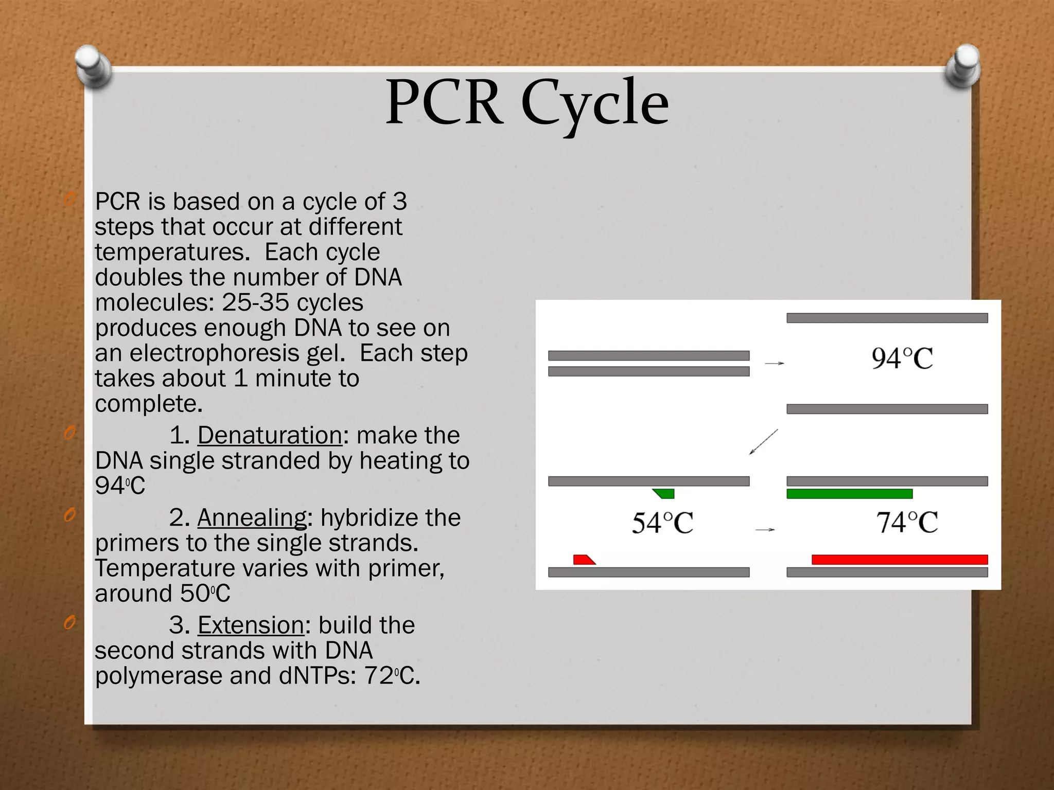 PCR Cycle
O PCR is based on a cycle of 3
steps that occur at different
temperatures. Each cycle
doubles the number of DNA
molecules: 25-35 cycles
produces enough DNA to see on
an electrophoresis gel. Each step
takes about 1 minute to
complete.
O 1. Denaturation: make the
DNA single stranded by heating to
94o
C
O 2. Annealing: hybridize the
primers to the single strands.
Temperature varies with primer,
around 50o
C
O 3. Extension: build the
second strands with DNA
polymerase and dNTPs: 72o
C.
 