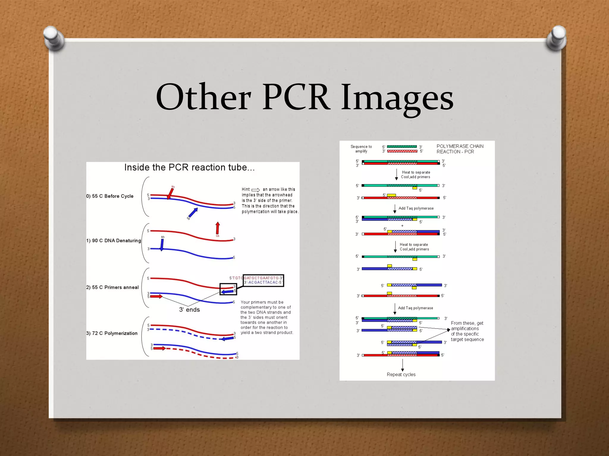 Other PCR Images
 